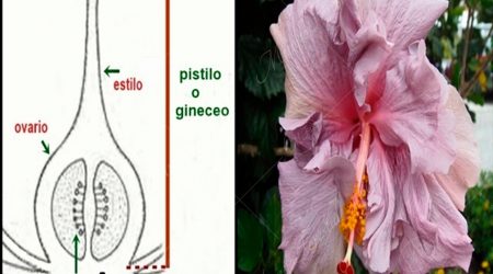 gineceo gineceo