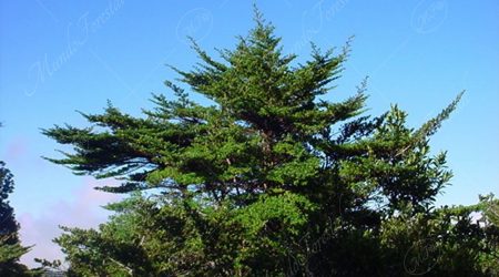 grosulariacea grosulariacea