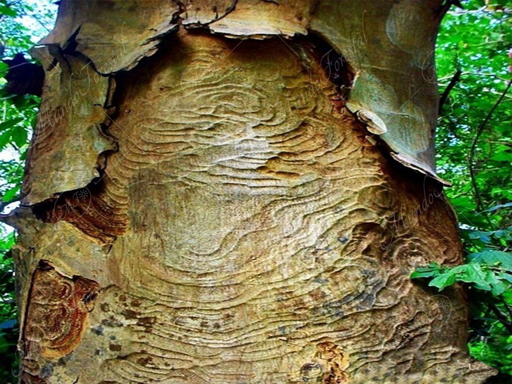 El guanacaste blanco y sus petroglifos