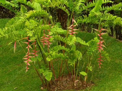 heliconia chartacea - Heliconia chartacea -