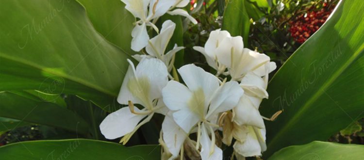 heliotropo - Hedychium coronarium -