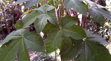 hernandiacea hernandiacea