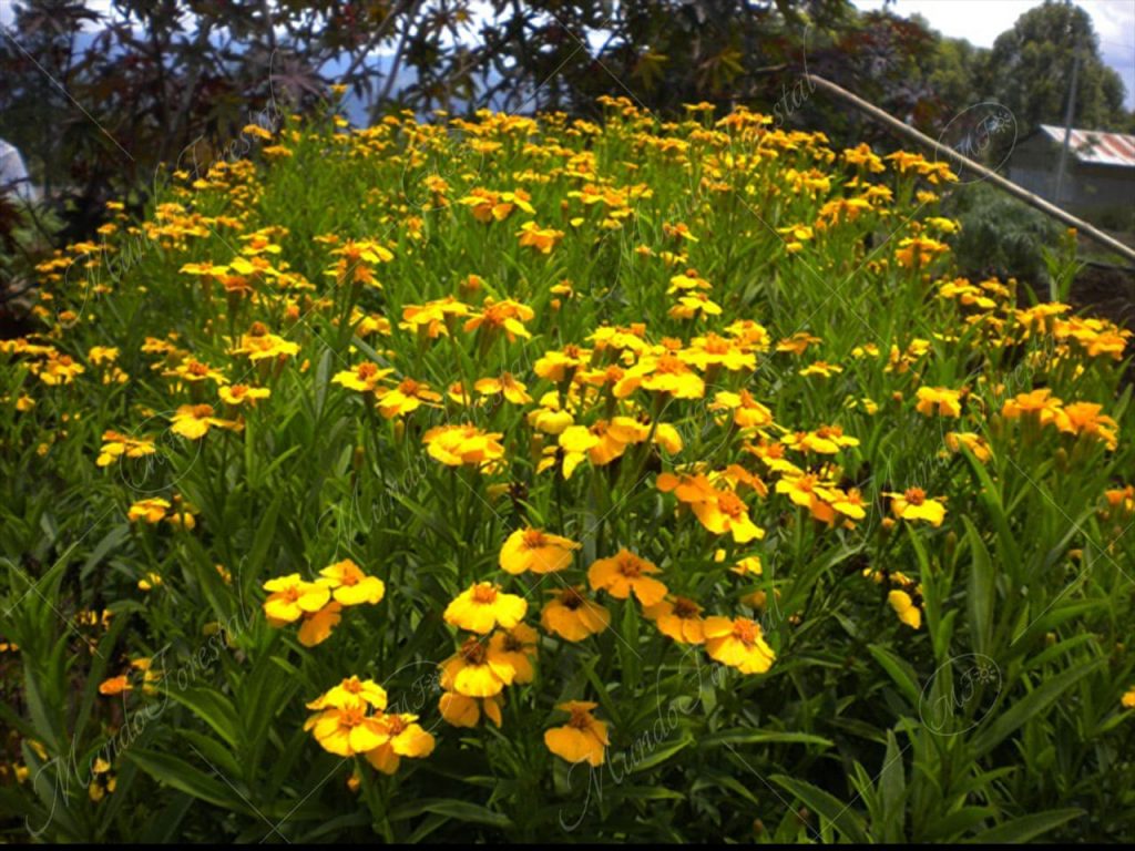 Hierba de san Juan-Tagetes lucida