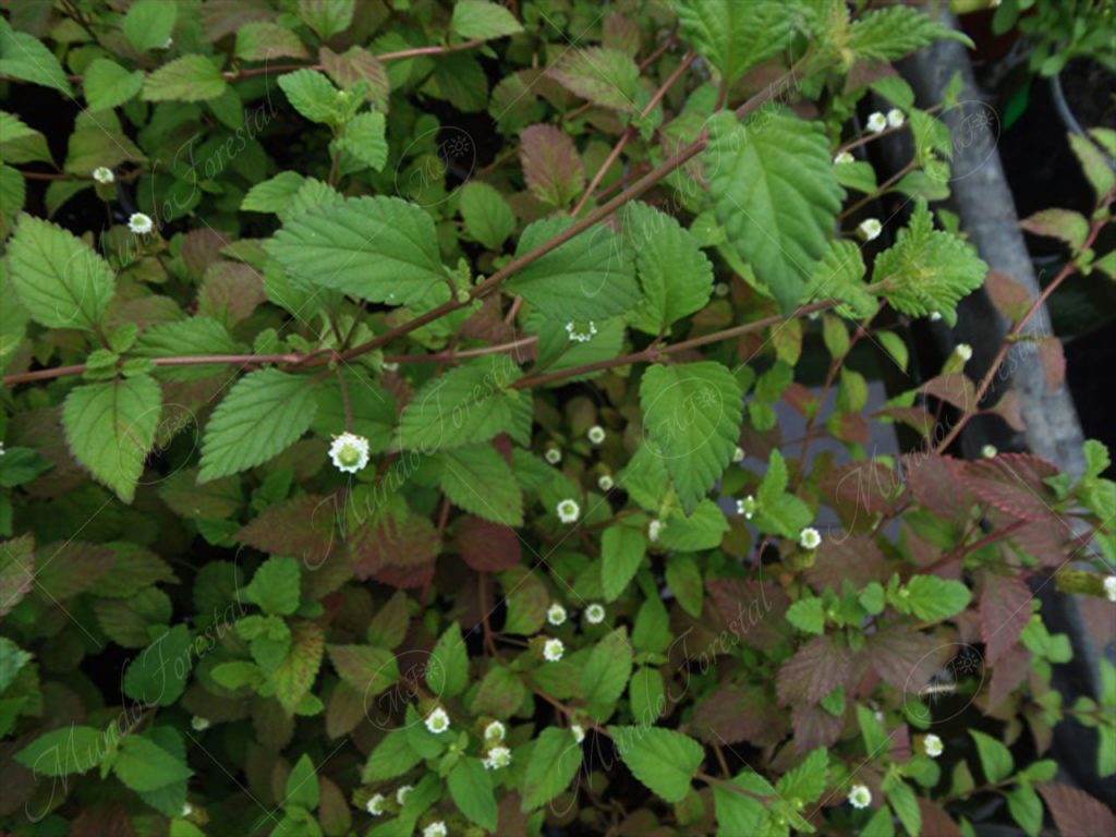 hierba dulce azteca-Phyla scaberrima