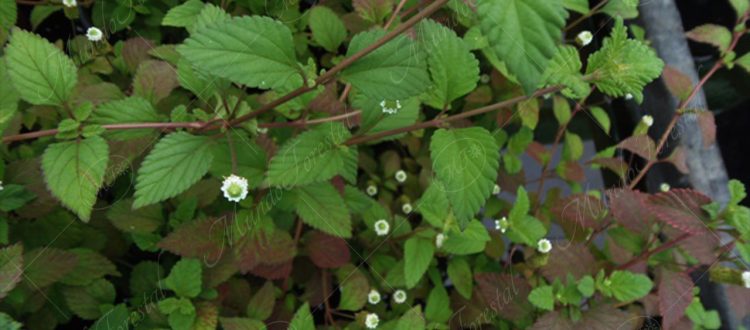 hierba dulce azteca-Phyla scaberrima