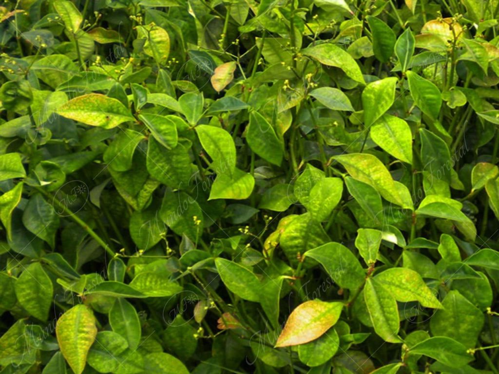 hierba lechera-Euphorbia lancifolia