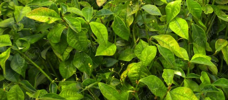 hierba lechera-Euphorbia lancifolia