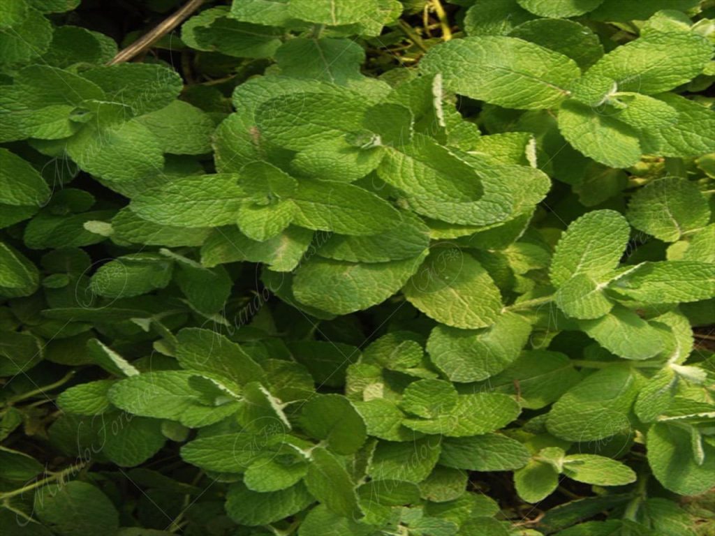 Hierbabuena - Mentha spicata -