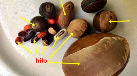 hilo hilo