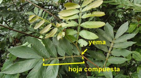 hoja-compuesta hoja-compuesta