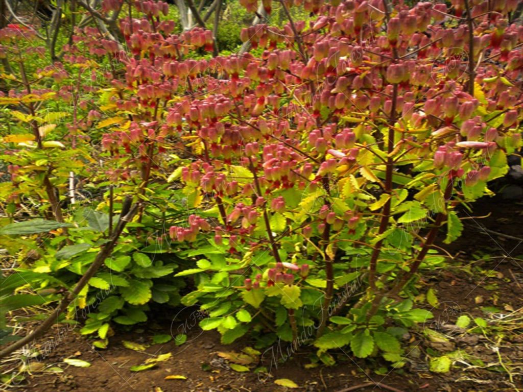 Hoja del aire-Bryophyllum pinnatum