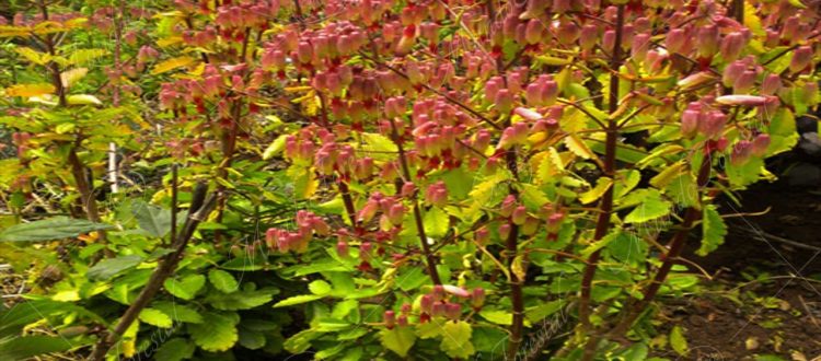 Hoja del aire-Bryophyllum pinnatum