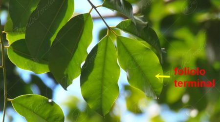 hoja-imparipinnada hoja-imparipinnada