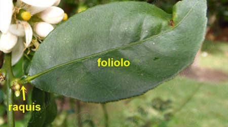 hoja-monofoliolada hoja-monofoliolada
