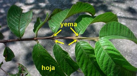 hoja-opuesta hoja-opuesta