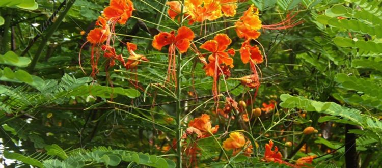 Hoja sen-Caesalpinia pulcherrima -