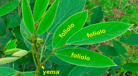 hoja-trifoliolada hoja-trifoliolada