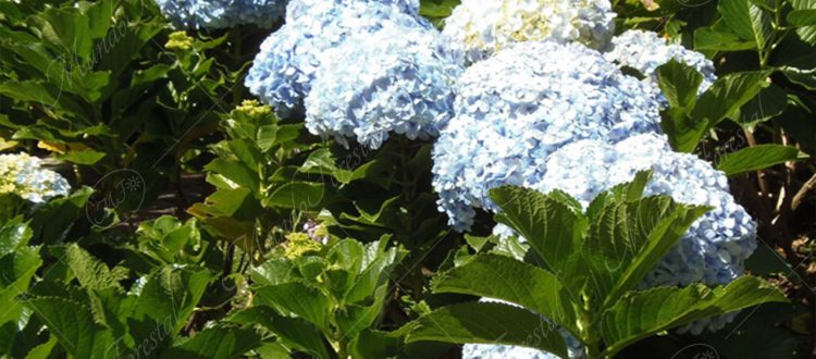 Hortensia -Hydrangea macrophylla -