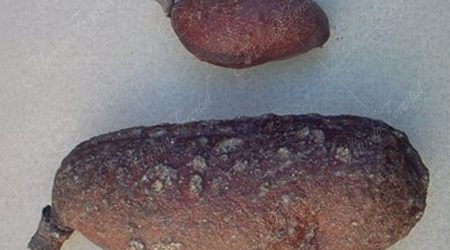 indehiscente indehiscente