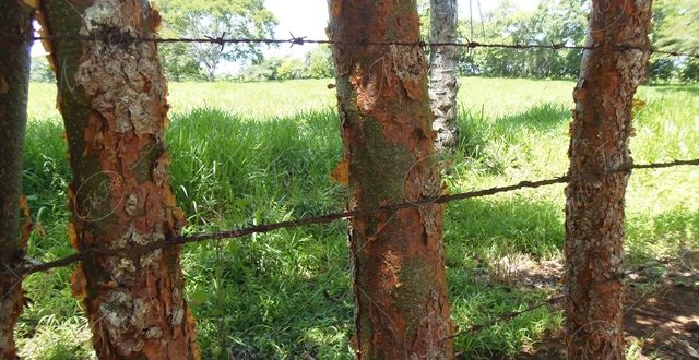 Indio desnudo - Bursera simaruba-