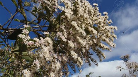 inflorescencia inflorescencia