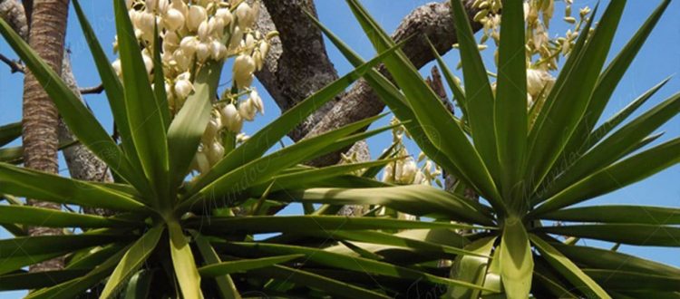 itaho-Yucca guatemalensis