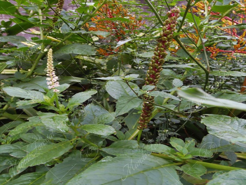 jaboncillo-Phytolacca americana