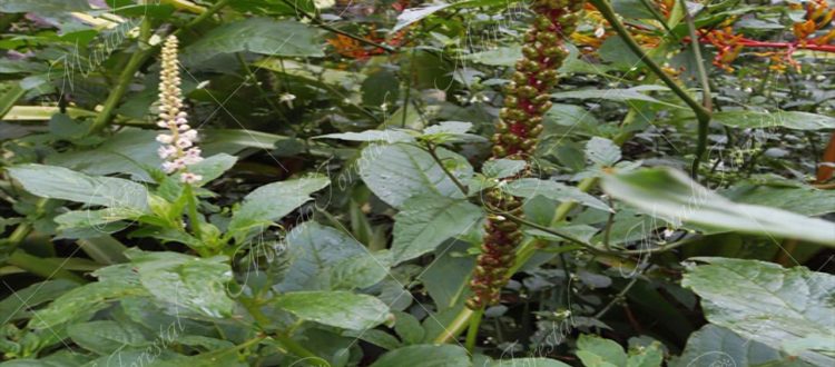 jaboncillo-Phytolacca americana