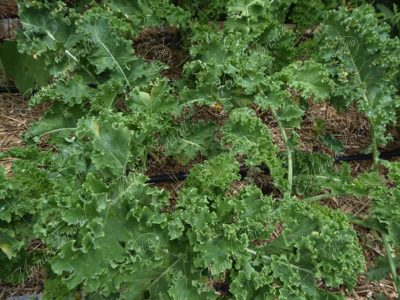 kale-Brassica oleracea var. sabellica -