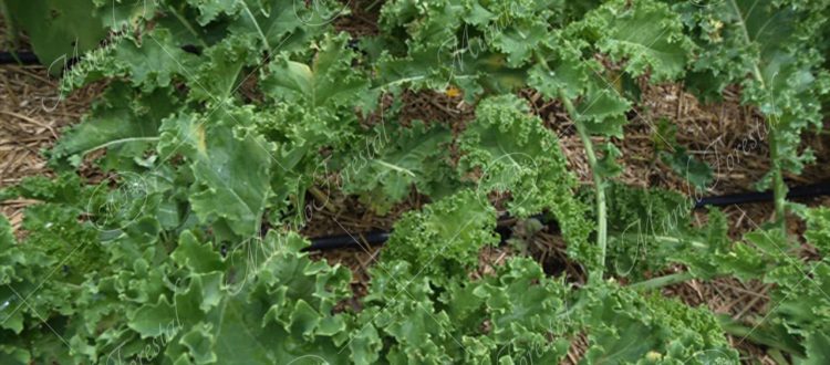 kale-Brassica oleracea var. sabellica -