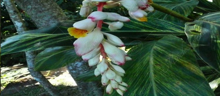 Lágrimas de san Juan - Alpinia zerumbet -