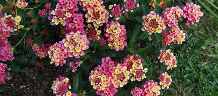 Lantana - Lantana camara
