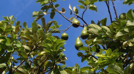 lauracea lauracea