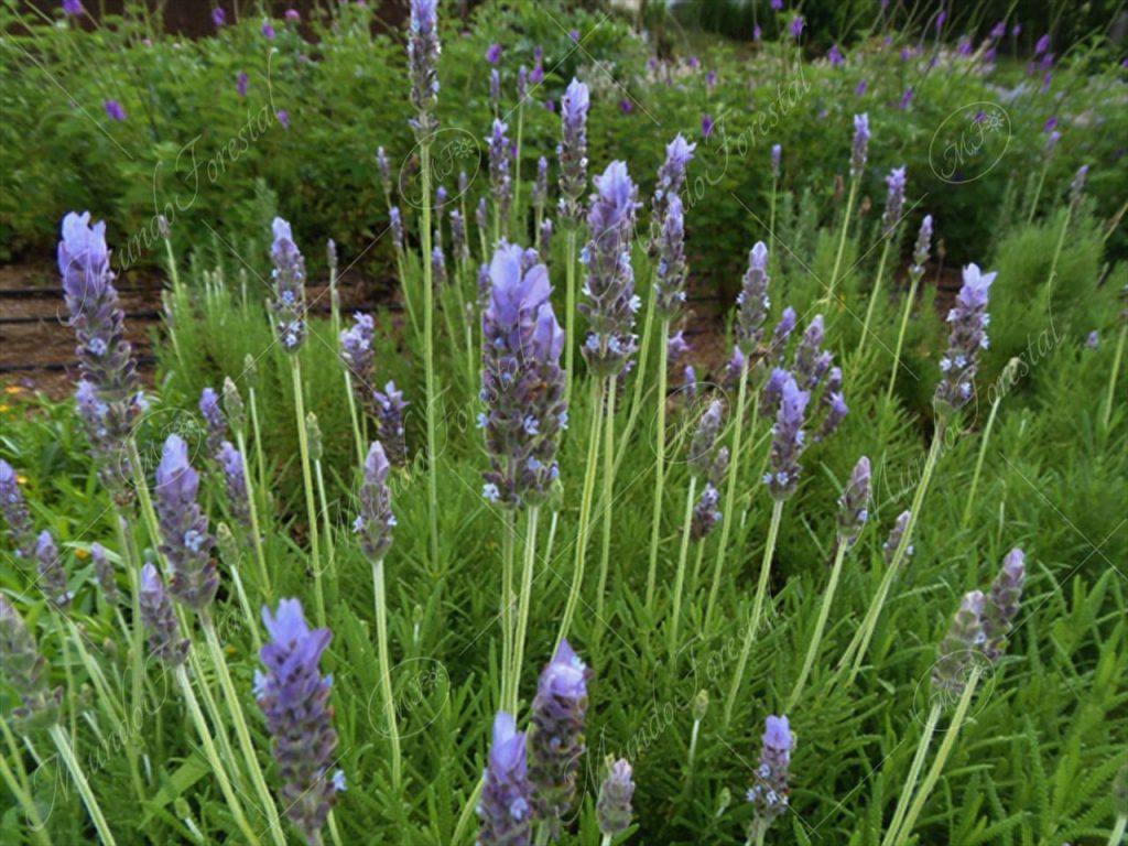 Lavanda -Lavandula dentata