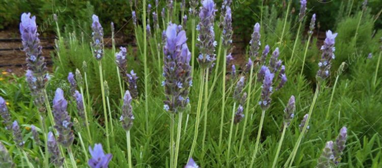 Lavanda -Lavandula dentata