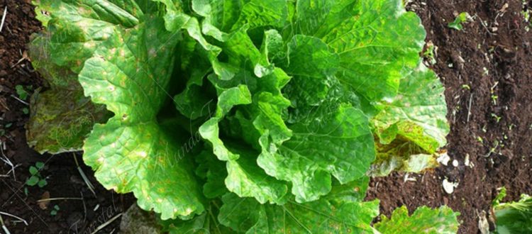 Lechuga - Lactuca sativa -