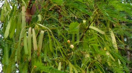 leguminosa leguminosa