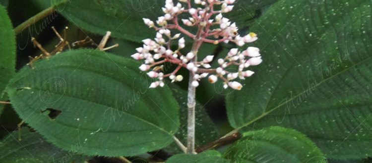 Lengua de vaca - Miconia subcrustulata -