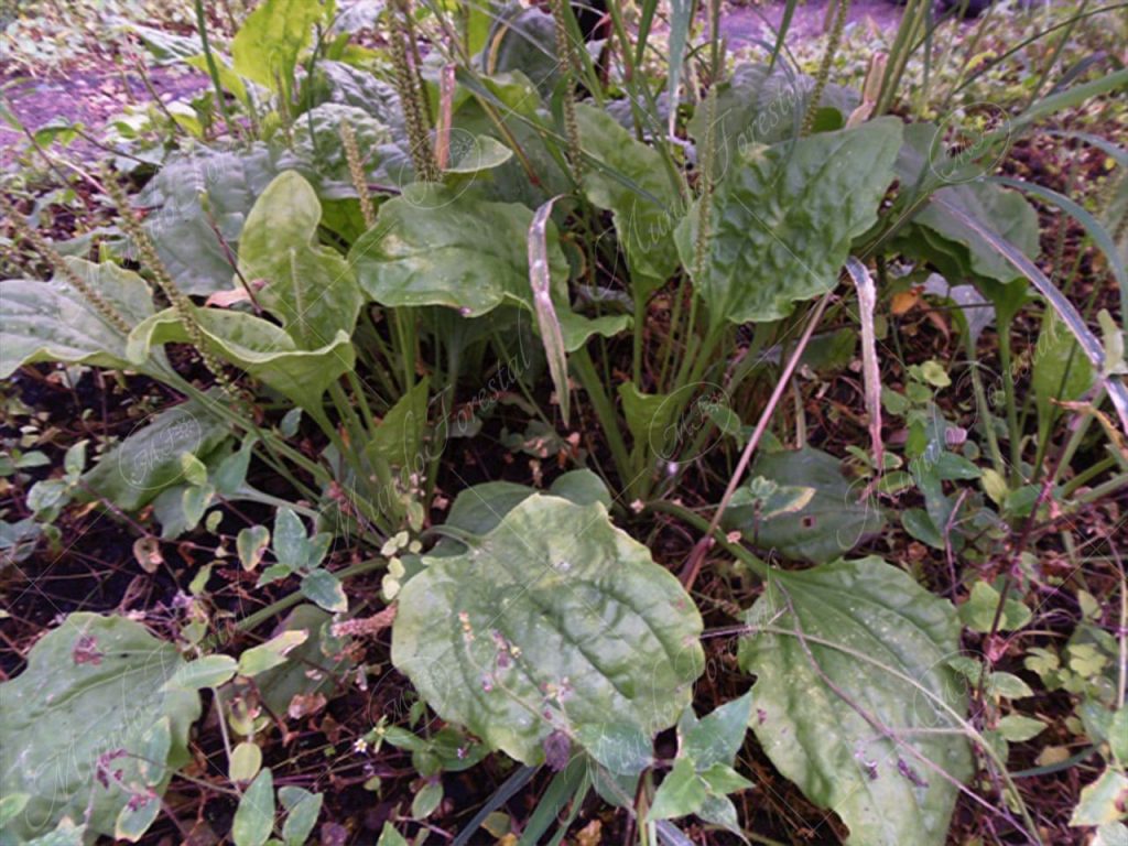 Llantén-Plantago major