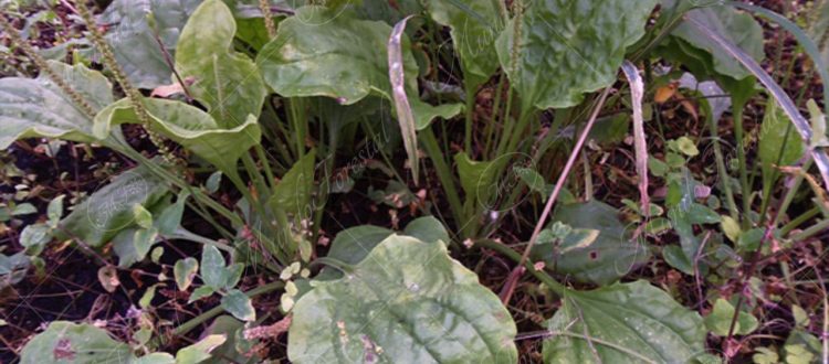 Llantén-Plantago major