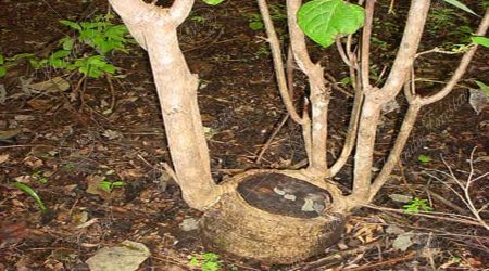 madera-sostenible madera-sostenible