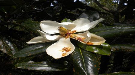 magnolia magnolia