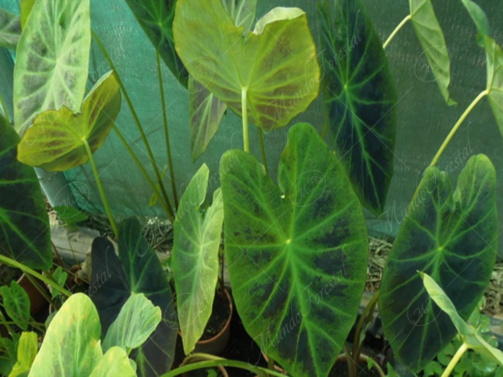 Malanga-Colocasia esculenta