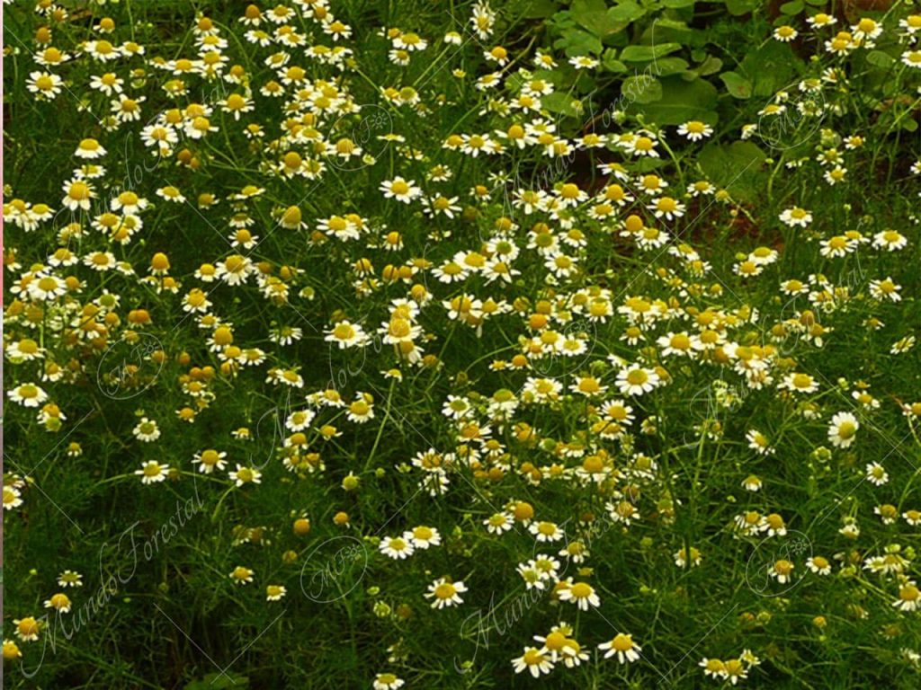 Manzanilla- Chamaemelum nobile -