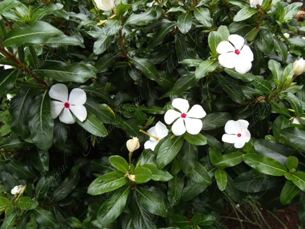 Mariposa-Catharanthus roseus