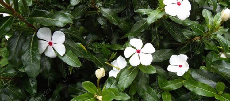 Mariposa-Catharanthus roseus
