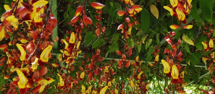 mariposa - Thunbergia mysorensis -