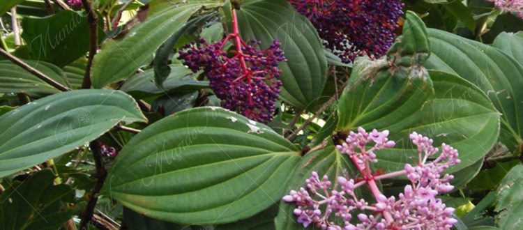 Medinilla - Medinilla speciosa -