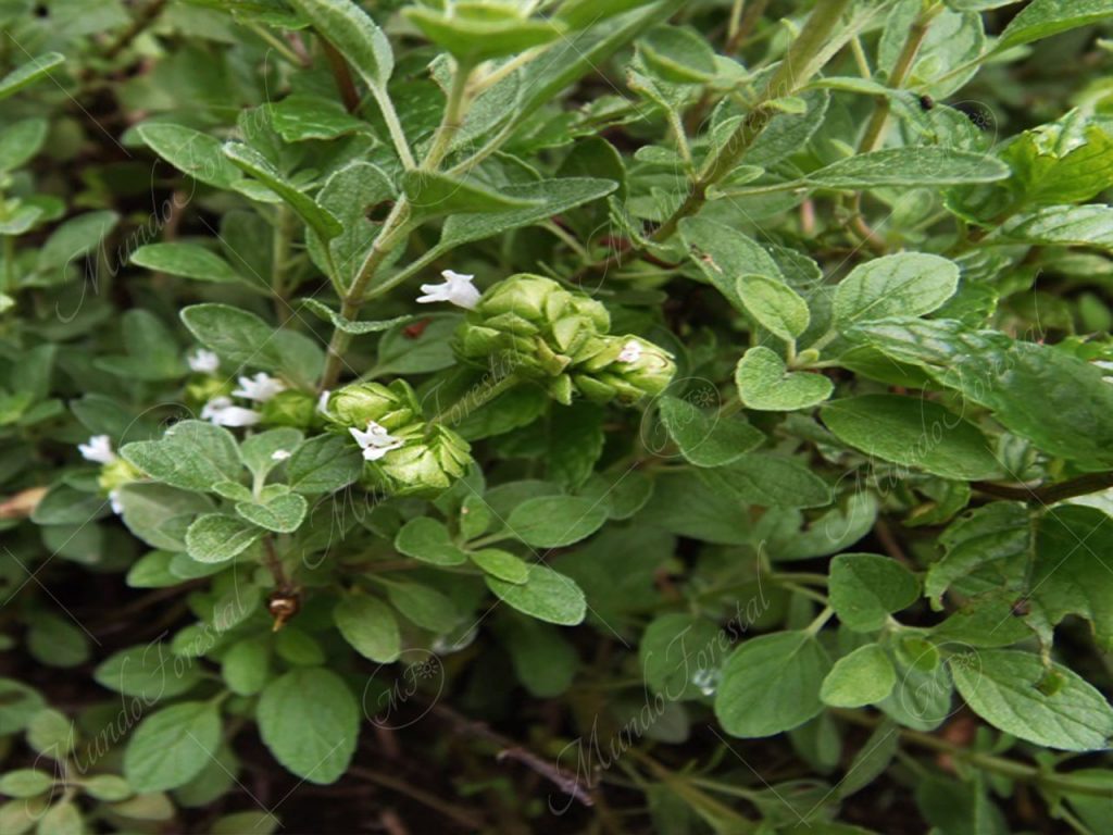 mejorana-Origanum majorana