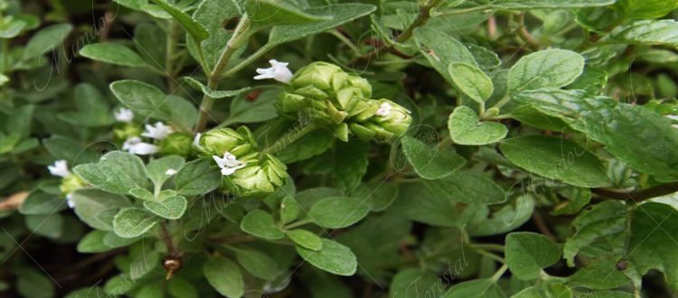mejorana-Origanum majorana